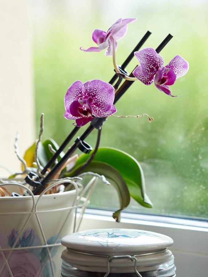 Haus Bley Apartment Wittlich Ngoại thất bức ảnh